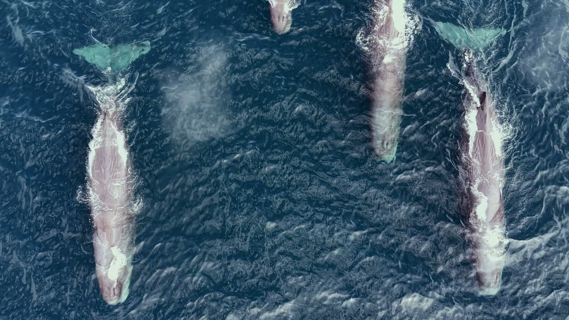 Four whales moving through blue water in the Sea of Cortez