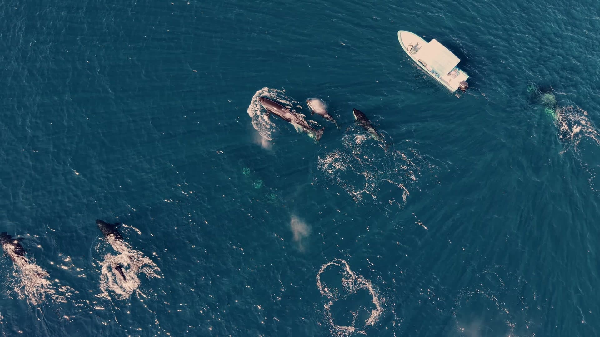 Bajablue expedition boat near orcas in the Sea of Cortez