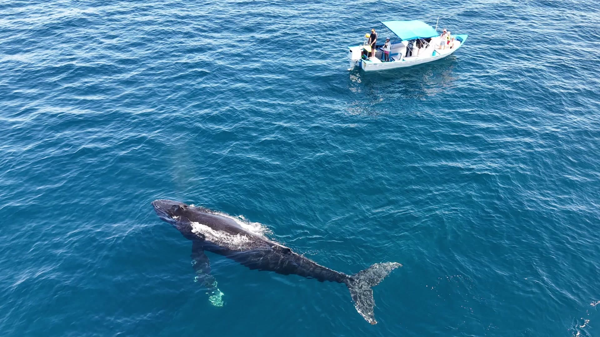 Humpback whale near a Bajablue boat on the Sea of Cortez
